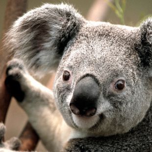 koala-2987992