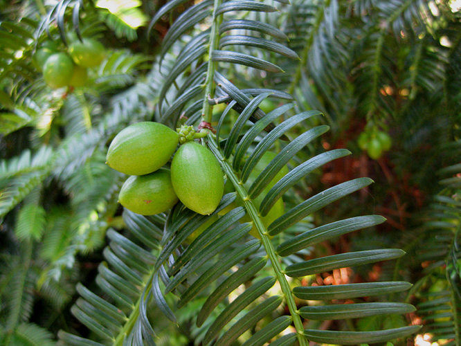 2033_2_Cephalotaxus-harringtonia-Kopfeibe