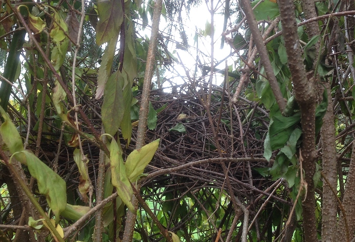 Vogelnest in Forsythie