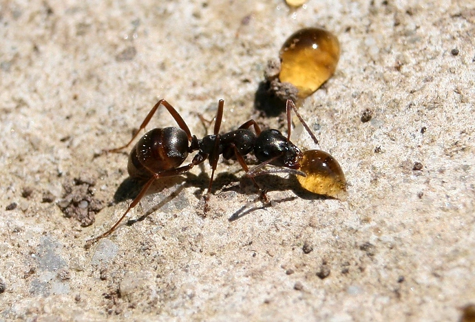 serviformica-fusca-worker_18865642992_o