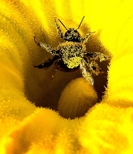 Kürbisblüte mit Hummel 3 08-20-14