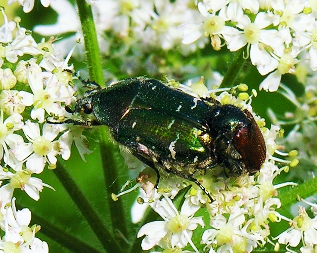 Rosenkäfer Begattungsversuch