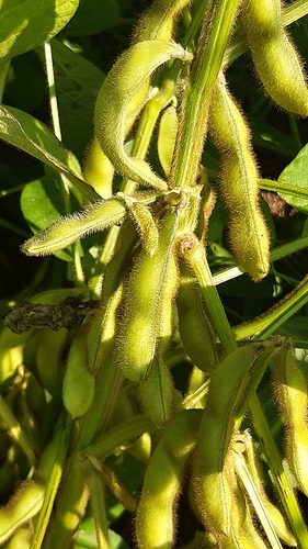 Edamame 1