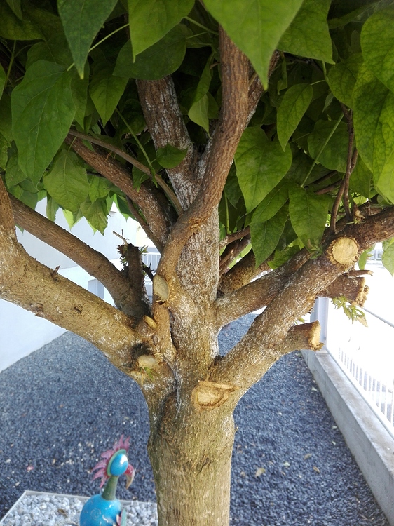 Baum Ähnlich Trompetenbaum