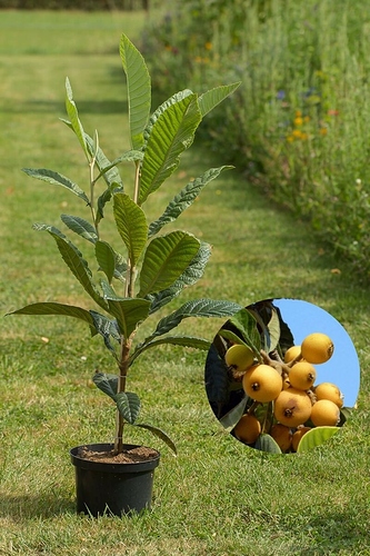 junger-japanischer-mispelbaum-eriobotrya-japonica