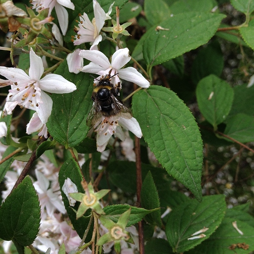 Bombus barbutellus oder vestalis oder campestris