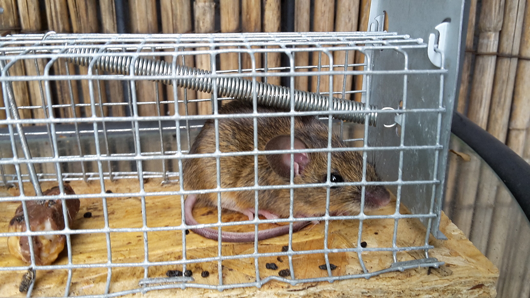 Ratte oder Maus? werweisswas.de