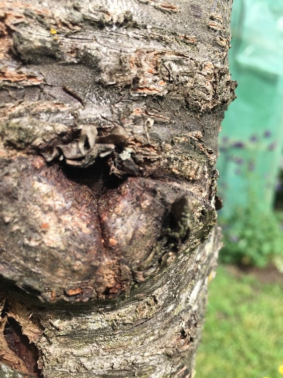 Baum Wundverschluss