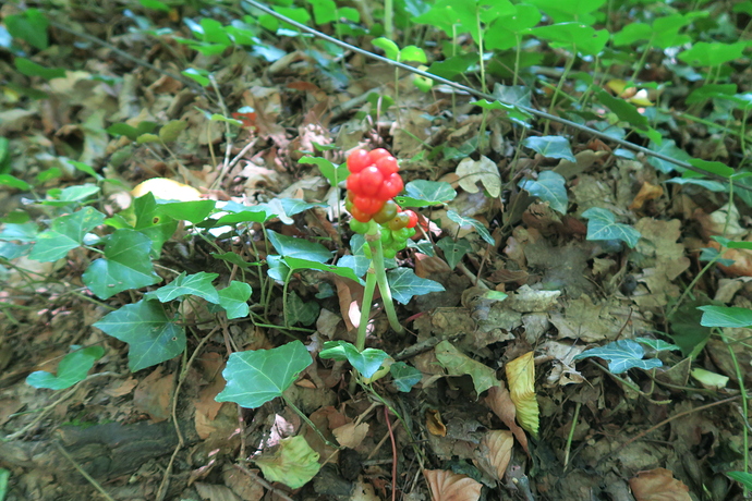 7 Fruchtstand im Efeu