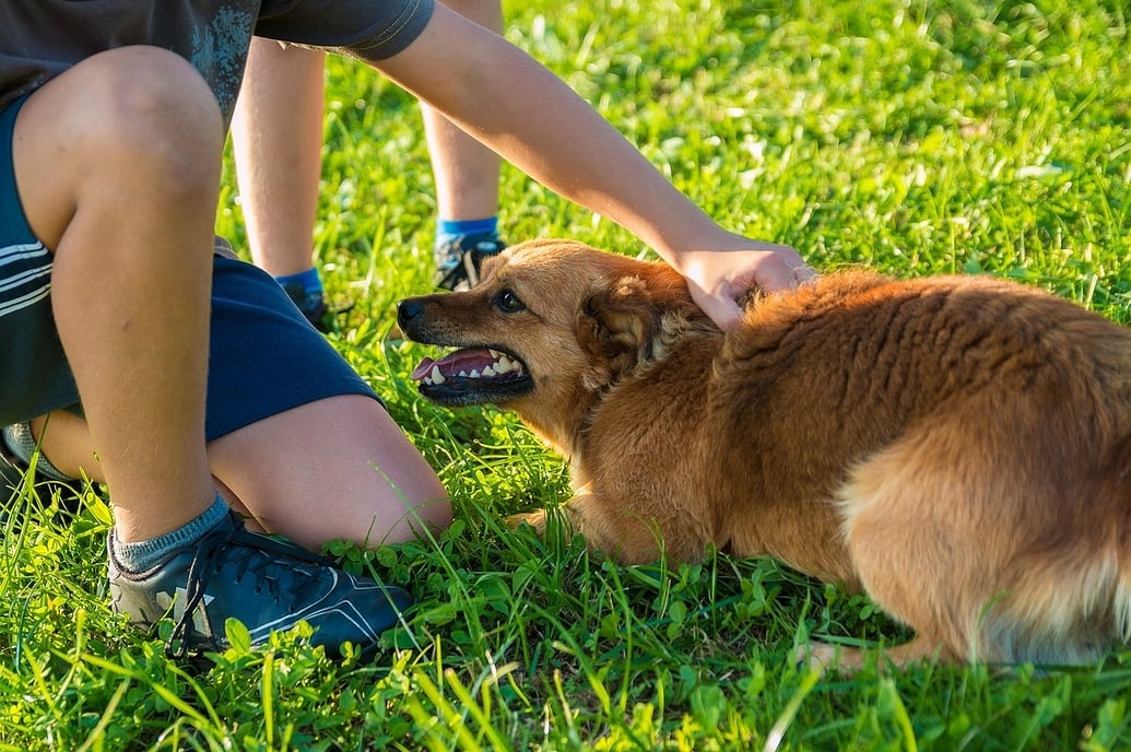 Hund und Kind so klappt das Zusammenleben werweisswas.de