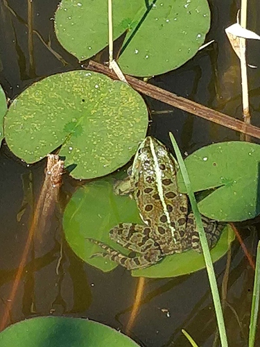 frog