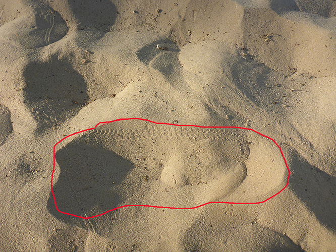 Spuren im Sand_Rote Linie entspricht Fuß e. Erwachsenen