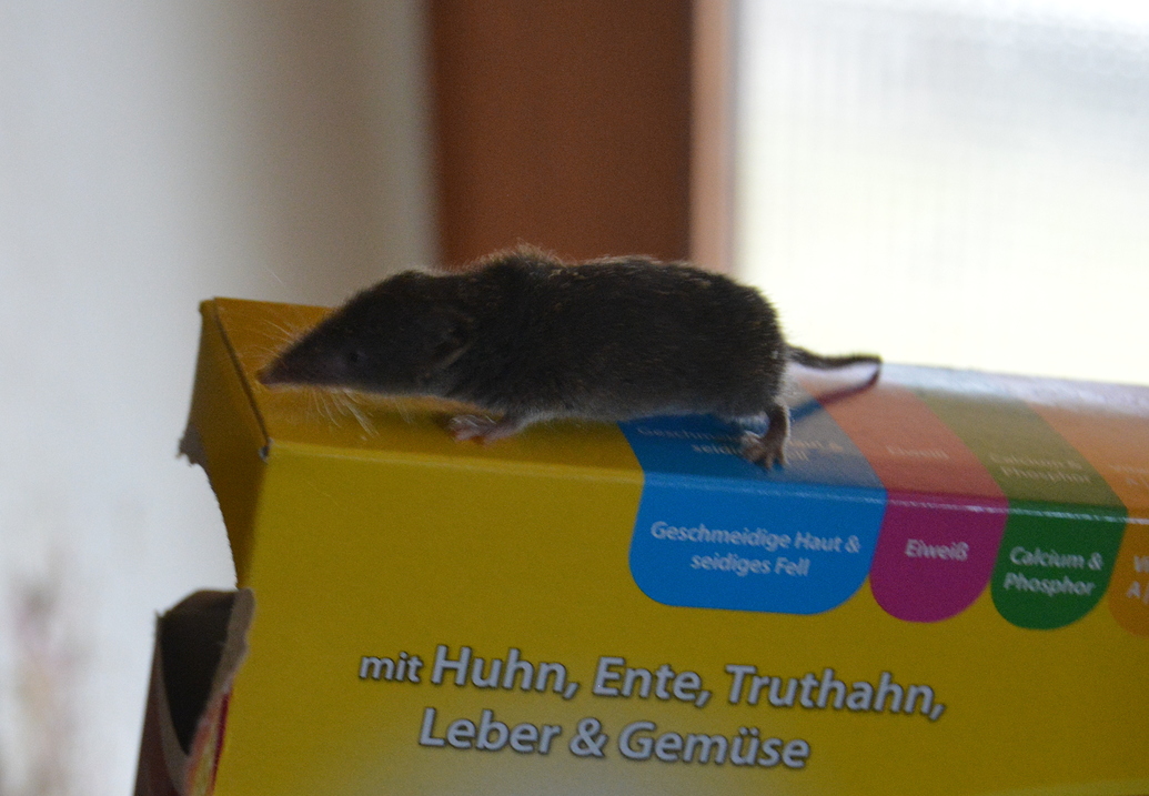 Spitzmaus im Haus werweisswas.de