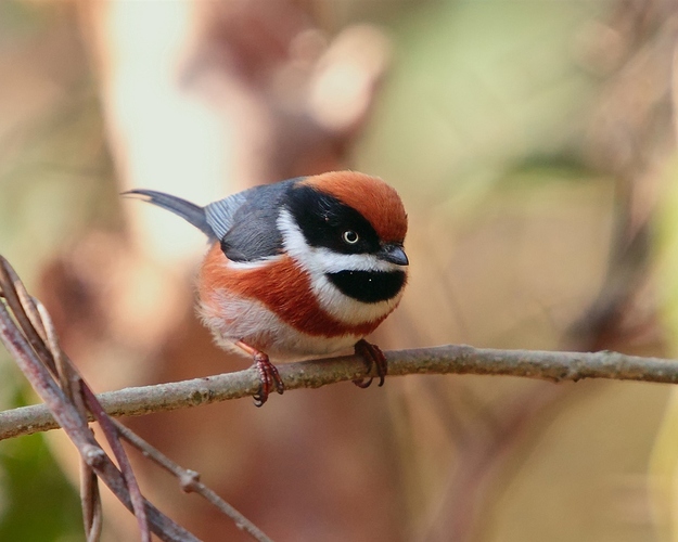 Red-headed-tailed-tit-small-songbirds_1280x1024