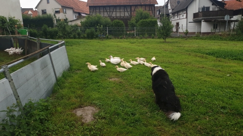 2021 Daisys Ausflug mit den Kücken klein