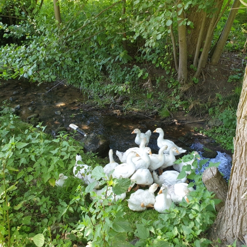 Erster Ausfug der Gänse zum Bach klein